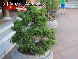 [P09] Implant de bonsai la intrarea în temple.  » foto by glcitizen
 - 
<span class="allrVoted glyphicon glyphicon-heart hidden" id="av842664"></span>
<a class="m-l-10 hidden" id="sv842664" onclick="voting_Foto_DelVot(,842664,21495)" role="button">șterge vot <span class="glyphicon glyphicon-remove"></span></a>
<a id="v9842664" class=" c-red"  onclick="voting_Foto_SetVot(842664)" role="button"><span class="glyphicon glyphicon-heart-empty"></span> <b>LIKE</b> = Votează poza</a> <img class="hidden"  id="f842664W9" src="/imagini/loader.gif" border="0" /><span class="AjErrMes hidden" id="e842664ErM"></span>