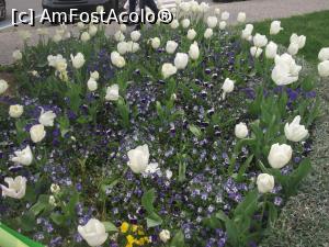 [P07] Lalele albe în Placa de Catalunya » foto by diacrys*
 - 
<span class="allrVoted glyphicon glyphicon-heart hidden" id="av831536"></span>
<a class="m-l-10 hidden" id="sv831536" onclick="voting_Foto_DelVot(,831536,21500)" role="button">șterge vot <span class="glyphicon glyphicon-remove"></span></a>
<a id="v9831536" class=" c-red"  onclick="voting_Foto_SetVot(831536)" role="button"><span class="glyphicon glyphicon-heart-empty"></span> <b>LIKE</b> = Votează poza</a> <img class="hidden"  id="f831536W9" src="/imagini/loader.gif" border="0" /><span class="AjErrMes hidden" id="e831536ErM"></span>