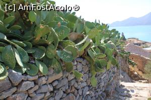 [P66] Creta, Insula Spinalonga, vegetația din insulă, păcat de cactuși... » foto by mprofeanu
 - 
<span class="allrVoted glyphicon glyphicon-heart hidden" id="av1278903"></span>
<a class="m-l-10 hidden" id="sv1278903" onclick="voting_Foto_DelVot(,1278903,21562)" role="button">șterge vot <span class="glyphicon glyphicon-remove"></span></a>
<a id="v91278903" class=" c-red"  onclick="voting_Foto_SetVot(1278903)" role="button"><span class="glyphicon glyphicon-heart-empty"></span> <b>LIKE</b> = Votează poza</a> <img class="hidden"  id="f1278903W9" src="/imagini/loader.gif" border="0" /><span class="AjErrMes hidden" id="e1278903ErM"></span>