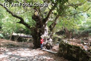 [P59] Creta, Lappa Antică, Platanul de 2.000 de ani mare și ca vîrstă și ca dimensiuni » foto by mprofeanu
 - 
<span class="allrVoted glyphicon glyphicon-heart hidden" id="av1287971"></span>
<a class="m-l-10 hidden" id="sv1287971" onclick="voting_Foto_DelVot(,1287971,21565)" role="button">șterge vot <span class="glyphicon glyphicon-remove"></span></a>
<a id="v91287971" class=" c-red"  onclick="voting_Foto_SetVot(1287971)" role="button"><span class="glyphicon glyphicon-heart-empty"></span> <b>LIKE</b> = Votează poza</a> <img class="hidden"  id="f1287971W9" src="/imagini/loader.gif" border="0" /><span class="AjErrMes hidden" id="e1287971ErM"></span>