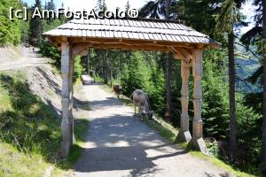 P09 [JUL-2022] Cărarea (sau cărarea autostradă) spre cascada Cailor