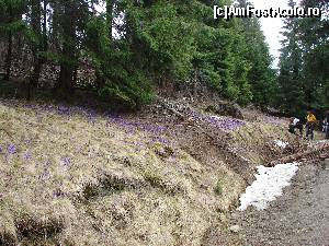 [P07] Brândușe în pădure » foto by Yersinia Pestis
 - 
<span class="allrVoted glyphicon glyphicon-heart hidden" id="av553310"></span>
<a class="m-l-10 hidden" id="sv553310" onclick="voting_Foto_DelVot(,553310,21579)" role="button">șterge vot <span class="glyphicon glyphicon-remove"></span></a>
<a id="v9553310" class=" c-red"  onclick="voting_Foto_SetVot(553310)" role="button"><span class="glyphicon glyphicon-heart-empty"></span> <b>LIKE</b> = Votează poza</a> <img class="hidden"  id="f553310W9" src="/imagini/loader.gif" border="0" /><span class="AjErrMes hidden" id="e553310ErM"></span>