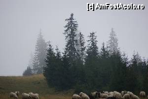 [P24] Spre vârf, norii s-au adunat pe lângă brazi.  » foto by Utube
 - 
<span class="allrVoted glyphicon glyphicon-heart hidden" id="av388056"></span>
<a class="m-l-10 hidden" id="sv388056" onclick="voting_Foto_DelVot(,388056,21579)" role="button">șterge vot <span class="glyphicon glyphicon-remove"></span></a>
<a id="v9388056" class=" c-red"  onclick="voting_Foto_SetVot(388056)" role="button"><span class="glyphicon glyphicon-heart-empty"></span> <b>LIKE</b> = Votează poza</a> <img class="hidden"  id="f388056W9" src="/imagini/loader.gif" border="0" /><span class="AjErrMes hidden" id="e388056ErM"></span>