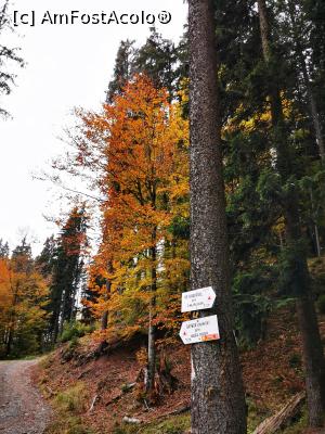 [P56] Am ajuns la drumul foresiter » foto by cata2106
 - 
<span class="allrVoted glyphicon glyphicon-heart hidden" id="av1200100"></span>
<a class="m-l-10 hidden" id="sv1200100" onclick="voting_Foto_DelVot(,1200100,21597)" role="button">șterge vot <span class="glyphicon glyphicon-remove"></span></a>
<a id="v91200100" class=" c-red"  onclick="voting_Foto_SetVot(1200100)" role="button"><span class="glyphicon glyphicon-heart-empty"></span> <b>LIKE</b> = Votează poza</a> <img class="hidden"  id="f1200100W9" src="/imagini/loader.gif" border="0" /><span class="AjErrMes hidden" id="e1200100ErM"></span>