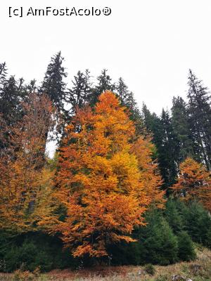 [P57] Culorile toamnei » foto by cata2106
 - 
<span class="allrVoted glyphicon glyphicon-heart hidden" id="av1200101"></span>
<a class="m-l-10 hidden" id="sv1200101" onclick="voting_Foto_DelVot(,1200101,21597)" role="button">șterge vot <span class="glyphicon glyphicon-remove"></span></a>
<a id="v91200101" class=" c-red"  onclick="voting_Foto_SetVot(1200101)" role="button"><span class="glyphicon glyphicon-heart-empty"></span> <b>LIKE</b> = Votează poza</a> <img class="hidden"  id="f1200101W9" src="/imagini/loader.gif" border="0" /><span class="AjErrMes hidden" id="e1200101ErM"></span>