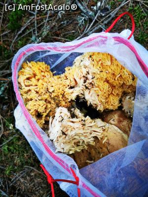 [P58] Recolta din padure » foto by cata2106
 - 
<span class="allrVoted glyphicon glyphicon-heart hidden" id="av1200102"></span>
<a class="m-l-10 hidden" id="sv1200102" onclick="voting_Foto_DelVot(,1200102,21597)" role="button">șterge vot <span class="glyphicon glyphicon-remove"></span></a>
<a id="v91200102" class=" c-red"  onclick="voting_Foto_SetVot(1200102)" role="button"><span class="glyphicon glyphicon-heart-empty"></span> <b>LIKE</b> = Votează poza</a> <img class="hidden"  id="f1200102W9" src="/imagini/loader.gif" border="0" /><span class="AjErrMes hidden" id="e1200102ErM"></span>