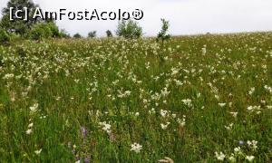 [P03] Fâneața cu sânziene și alte flori de pe versantul din fața cabanei. Iarna este folosit pentru săniuș » foto by Lucien
 - 
<span class="allrVoted glyphicon glyphicon-heart hidden" id="av837991"></span>
<a class="m-l-10 hidden" id="sv837991" onclick="voting_Foto_DelVot(,837991,21631)" role="button">șterge vot <span class="glyphicon glyphicon-remove"></span></a>
<a id="v9837991" class=" c-red"  onclick="voting_Foto_SetVot(837991)" role="button"><span class="glyphicon glyphicon-heart-empty"></span> <b>LIKE</b> = Votează poza</a> <img class="hidden"  id="f837991W9" src="/imagini/loader.gif" border="0" /><span class="AjErrMes hidden" id="e837991ErM"></span>