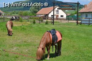 [P04] Ferma scoala Cornatel » foto by AZE
 - 
<span class="allrVoted glyphicon glyphicon-heart hidden" id="av838199"></span>
<a class="m-l-10 hidden" id="sv838199" onclick="voting_Foto_DelVot(,838199,21647)" role="button">șterge vot <span class="glyphicon glyphicon-remove"></span></a>
<a id="v9838199" class=" c-red"  onclick="voting_Foto_SetVot(838199)" role="button"><span class="glyphicon glyphicon-heart-empty"></span> <b>LIKE</b> = Votează poza</a> <img class="hidden"  id="f838199W9" src="/imagini/loader.gif" border="0" /><span class="AjErrMes hidden" id="e838199ErM"></span>