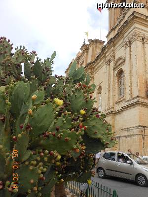 P09 [OCT-2014] Birgu - Lângă Freedom Monument, cactuşi cu fructe şi flori. 