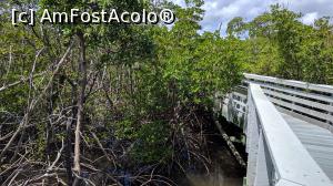 [P17] Mangrove Negre, rosii si albe la Anne Kolb Nature Center » foto by ascarlat
 - 
<span class="allrVoted glyphicon glyphicon-heart hidden" id="av853071"></span>
<a class="m-l-10 hidden" id="sv853071" onclick="voting_Foto_DelVot(,853071,21884)" role="button">șterge vot <span class="glyphicon glyphicon-remove"></span></a>
<a id="v9853071" class=" c-red"  onclick="voting_Foto_SetVot(853071)" role="button"><span class="glyphicon glyphicon-heart-empty"></span> <b>LIKE</b> = Votează poza</a> <img class="hidden"  id="f853071W9" src="/imagini/loader.gif" border="0" /><span class="AjErrMes hidden" id="e853071ErM"></span>