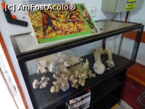 [P04] Miniexpoziție &icirc;n interiorul casei de bilete. » foto by tata123 🔱
 - 
<span class="allrVoted glyphicon glyphicon-heart hidden" id="av1268142"></span>
<a class="m-l-10 hidden" id="sv1268142" onclick="voting_Foto_DelVot(,1268142,21910)" role="button">șterge vot <span class="glyphicon glyphicon-remove"></span></a>
<a id="v91268142" class=" c-red"  onclick="voting_Foto_SetVot(1268142)" role="button"><span class="glyphicon glyphicon-heart-empty"></span> <b>LIKE</b> = Votează poza</a> <img class="hidden"  id="f1268142W9" src="/imagini/loader.gif" border="0" /><span class="AjErrMes hidden" id="e1268142ErM"></span>