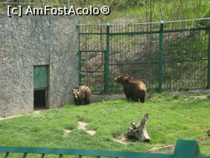 [P17] Cu siguranță nu mi-aș dori să-i întâlnim atunci când ne plimbăm pe potecile din pădurile României!  » foto by Floryn81
 - 
<span class="allrVoted glyphicon glyphicon-heart hidden" id="av857528"></span>
<a class="m-l-10 hidden" id="sv857528" onclick="voting_Foto_DelVot(,857528,21944)" role="button">șterge vot <span class="glyphicon glyphicon-remove"></span></a>
<a id="v9857528" class=" c-red"  onclick="voting_Foto_SetVot(857528)" role="button"><span class="glyphicon glyphicon-heart-empty"></span> <b>LIKE</b> = Votează poza</a> <img class="hidden"  id="f857528W9" src="/imagini/loader.gif" border="0" /><span class="AjErrMes hidden" id="e857528ErM"></span>