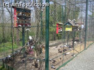 [P09] Porumbeii și alte păsări conviețuiesc armonios în aceste voliere largi. Unii porumbei aveau pui în căsuțele lor.  » foto by Floryn81
 - 
<span class="allrVoted glyphicon glyphicon-heart hidden" id="av857520"></span>
<a class="m-l-10 hidden" id="sv857520" onclick="voting_Foto_DelVot(,857520,21944)" role="button">șterge vot <span class="glyphicon glyphicon-remove"></span></a>
<a id="v9857520" class=" c-red"  onclick="voting_Foto_SetVot(857520)" role="button"><span class="glyphicon glyphicon-heart-empty"></span> <b>LIKE</b> = Votează poza</a> <img class="hidden"  id="f857520W9" src="/imagini/loader.gif" border="0" /><span class="AjErrMes hidden" id="e857520ErM"></span>
