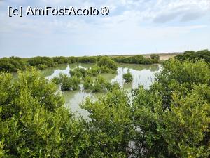 [P30] Padurea  de mangrove » foto by DOINITA
 - 
<span class="allrVoted glyphicon glyphicon-heart hidden" id="av1421667"></span>
<a class="m-l-10 hidden" id="sv1421667" onclick="voting_Foto_DelVot(,1421667,22040)" role="button">șterge vot <span class="glyphicon glyphicon-remove"></span></a>
<a id="v91421667" class=" c-red"  onclick="voting_Foto_SetVot(1421667)" role="button"><span class="glyphicon glyphicon-heart-empty"></span> <b>LIKE</b> = Votează poza</a> <img class="hidden"  id="f1421667W9" src="/imagini/loader.gif" border="0" /><span class="AjErrMes hidden" id="e1421667ErM"></span>