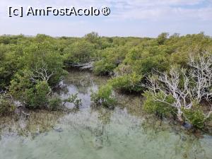 [P31] Padurea de mangrove » foto by DOINITA
 - 
<span class="allrVoted glyphicon glyphicon-heart hidden" id="av1421668"></span>
<a class="m-l-10 hidden" id="sv1421668" onclick="voting_Foto_DelVot(,1421668,22040)" role="button">șterge vot <span class="glyphicon glyphicon-remove"></span></a>
<a id="v91421668" class=" c-red"  onclick="voting_Foto_SetVot(1421668)" role="button"><span class="glyphicon glyphicon-heart-empty"></span> <b>LIKE</b> = Votează poza</a> <img class="hidden"  id="f1421668W9" src="/imagini/loader.gif" border="0" /><span class="AjErrMes hidden" id="e1421668ErM"></span>