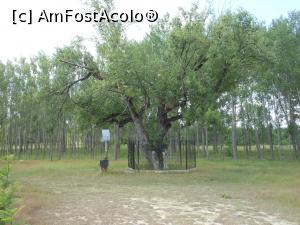 [P19] Maglavit - Arborele protejat - salcia care nu este salcie.  » foto by iulianic
 - 
<span class="allrVoted glyphicon glyphicon-heart hidden" id="av1092812"></span>
<a class="m-l-10 hidden" id="sv1092812" onclick="voting_Foto_DelVot(,1092812,22108)" role="button">șterge vot <span class="glyphicon glyphicon-remove"></span></a>
<a id="v91092812" class=" c-red"  onclick="voting_Foto_SetVot(1092812)" role="button"><span class="glyphicon glyphicon-heart-empty"></span> <b>LIKE</b> = Votează poza</a> <img class="hidden"  id="f1092812W9" src="/imagini/loader.gif" border="0" /><span class="AjErrMes hidden" id="e1092812ErM"></span>