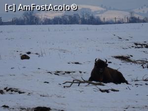 [P07] Zimbru în rezervația de la Vama Buzăului. » foto by tata123 🔱
 - 
<span class="allrVoted glyphicon glyphicon-heart hidden" id="av1222355"></span>
<a class="m-l-10 hidden" id="sv1222355" onclick="voting_Foto_DelVot(,1222355,22232)" role="button">șterge vot <span class="glyphicon glyphicon-remove"></span></a>
<a id="v91222355" class=" c-red"  onclick="voting_Foto_SetVot(1222355)" role="button"><span class="glyphicon glyphicon-heart-empty"></span> <b>LIKE</b> = Votează poza</a> <img class="hidden"  id="f1222355W9" src="/imagini/loader.gif" border="0" /><span class="AjErrMes hidden" id="e1222355ErM"></span>