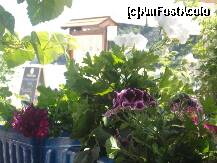 [P25] flori la taverna Korali. » foto by sandu.53
 - 
<span class="allrVoted glyphicon glyphicon-heart hidden" id="av210779"></span>
<a class="m-l-10 hidden" id="sv210779" onclick="voting_Foto_DelVot(,210779,22302)" role="button">șterge vot <span class="glyphicon glyphicon-remove"></span></a>
<a id="v9210779" class=" c-red"  onclick="voting_Foto_SetVot(210779)" role="button"><span class="glyphicon glyphicon-heart-empty"></span> <b>LIKE</b> = Votează poza</a> <img class="hidden"  id="f210779W9" src="/imagini/loader.gif" border="0" /><span class="AjErrMes hidden" id="e210779ErM"></span>