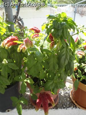 [P03] Flori la Lykos » foto by Cristofor
 - 
<span class="allrVoted glyphicon glyphicon-heart hidden" id="av884349"></span>
<a class="m-l-10 hidden" id="sv884349" onclick="voting_Foto_DelVot(,884349,22305)" role="button">șterge vot <span class="glyphicon glyphicon-remove"></span></a>
<a id="v9884349" class=" c-red"  onclick="voting_Foto_SetVot(884349)" role="button"><span class="glyphicon glyphicon-heart-empty"></span> <b>LIKE</b> = Votează poza</a> <img class="hidden"  id="f884349W9" src="/imagini/loader.gif" border="0" /><span class="AjErrMes hidden" id="e884349ErM"></span>