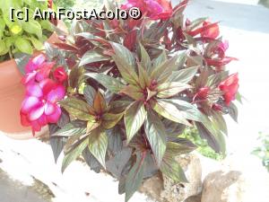 [P04] Flori la Lykos » foto by Cristofor
 - 
<span class="allrVoted glyphicon glyphicon-heart hidden" id="av884350"></span>
<a class="m-l-10 hidden" id="sv884350" onclick="voting_Foto_DelVot(,884350,22305)" role="button">șterge vot <span class="glyphicon glyphicon-remove"></span></a>
<a id="v9884350" class=" c-red"  onclick="voting_Foto_SetVot(884350)" role="button"><span class="glyphicon glyphicon-heart-empty"></span> <b>LIKE</b> = Votează poza</a> <img class="hidden"  id="f884350W9" src="/imagini/loader.gif" border="0" /><span class="AjErrMes hidden" id="e884350ErM"></span>