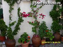 [P61] la plecare  pe strada am admirat cateva flori , am si acum pastrate cateva petale din acelea roz, floarea de hartie Bougainvillea » foto by adryana
 - 
<span class="allrVoted glyphicon glyphicon-heart hidden" id="av232408"></span>
<a class="m-l-10 hidden" id="sv232408" onclick="voting_Foto_DelVot(,232408,22306)" role="button">șterge vot <span class="glyphicon glyphicon-remove"></span></a>
<a id="v9232408" class=" c-red"  onclick="voting_Foto_SetVot(232408)" role="button"><span class="glyphicon glyphicon-heart-empty"></span> <b>LIKE</b> = Votează poza</a> <img class="hidden"  id="f232408W9" src="/imagini/loader.gif" border="0" /><span class="AjErrMes hidden" id="e232408ErM"></span>