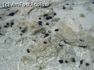 [P26] drumul spre bariera de corali este presarat cu arici,  » foto by nela b
 - 
<span class="allrVoted glyphicon glyphicon-heart hidden" id="av882665"></span>
<a class="m-l-10 hidden" id="sv882665" onclick="voting_Foto_DelVot(,882665,22360)" role="button">șterge vot <span class="glyphicon glyphicon-remove"></span></a>
<a id="v9882665" class=" c-red"  onclick="voting_Foto_SetVot(882665)" role="button"><span class="glyphicon glyphicon-heart-empty"></span> <b>LIKE</b> = Votează poza</a> <img class="hidden"  id="f882665W9" src="/imagini/loader.gif" border="0" /><span class="AjErrMes hidden" id="e882665ErM"></span>