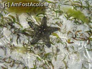 [P28] ma gandesc ca este o stea de mare » foto by nela b
 - 
<span class="allrVoted glyphicon glyphicon-heart hidden" id="av882667"></span>
<a class="m-l-10 hidden" id="sv882667" onclick="voting_Foto_DelVot(,882667,22360)" role="button">șterge vot <span class="glyphicon glyphicon-remove"></span></a>
<a id="v9882667" class=" c-red"  onclick="voting_Foto_SetVot(882667)" role="button"><span class="glyphicon glyphicon-heart-empty"></span> <b>LIKE</b> = Votează poza</a> <img class="hidden"  id="f882667W9" src="/imagini/loader.gif" border="0" /><span class="AjErrMes hidden" id="e882667ErM"></span>