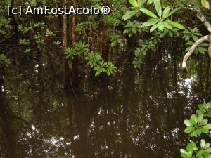 [P33] mangrove » foto by nela b
 - 
<span class="allrVoted glyphicon glyphicon-heart hidden" id="av882675"></span>
<a class="m-l-10 hidden" id="sv882675" onclick="voting_Foto_DelVot(,882675,22360)" role="button">șterge vot <span class="glyphicon glyphicon-remove"></span></a>
<a id="v9882675" class=" c-red"  onclick="voting_Foto_SetVot(882675)" role="button"><span class="glyphicon glyphicon-heart-empty"></span> <b>LIKE</b> = Votează poza</a> <img class="hidden"  id="f882675W9" src="/imagini/loader.gif" border="0" /><span class="AjErrMes hidden" id="e882675ErM"></span>