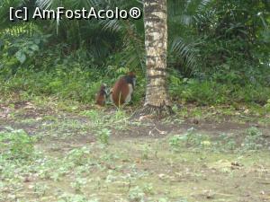 [P37] mama si copil- in lumea maimutelor din parcul Jozani » foto by nela b
 - 
<span class="allrVoted glyphicon glyphicon-heart hidden" id="av882680"></span>
<a class="m-l-10 hidden" id="sv882680" onclick="voting_Foto_DelVot(,882680,22360)" role="button">șterge vot <span class="glyphicon glyphicon-remove"></span></a>
<a id="v9882680" class=" c-red"  onclick="voting_Foto_SetVot(882680)" role="button"><span class="glyphicon glyphicon-heart-empty"></span> <b>LIKE</b> = Votează poza</a> <img class="hidden"  id="f882680W9" src="/imagini/loader.gif" border="0" /><span class="AjErrMes hidden" id="e882680ErM"></span>