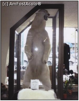 [P02] Ursul polar – primul interlocutor în aeroportul din Anchorage, Alaska » foto by glcitizen
 - 
<span class="allrVoted glyphicon glyphicon-heart hidden" id="av899540"></span>
<a class="m-l-10 hidden" id="sv899540" onclick="voting_Foto_DelVot(,899540,22462)" role="button">șterge vot <span class="glyphicon glyphicon-remove"></span></a>
<a id="v9899540" class=" c-red"  onclick="voting_Foto_SetVot(899540)" role="button"><span class="glyphicon glyphicon-heart-empty"></span> <b>LIKE</b> = Votează poza</a> <img class="hidden"  id="f899540W9" src="/imagini/loader.gif" border="0" /><span class="AjErrMes hidden" id="e899540ErM"></span>