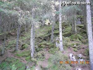 [P06] padureea din drumul spre Pietrele Doamnei » foto by zlatna
 - 
<span class="allrVoted glyphicon glyphicon-heart hidden" id="av685841"></span>
<a class="m-l-10 hidden" id="sv685841" onclick="voting_Foto_DelVot(,685841,22474)" role="button">șterge vot <span class="glyphicon glyphicon-remove"></span></a>
<a id="v9685841" class=" c-red"  onclick="voting_Foto_SetVot(685841)" role="button"><span class="glyphicon glyphicon-heart-empty"></span> <b>LIKE</b> = Votează poza</a> <img class="hidden"  id="f685841W9" src="/imagini/loader.gif" border="0" /><span class="AjErrMes hidden" id="e685841ErM"></span>