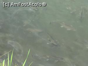 [P10] se văd și păstrăvii » foto by ANILU
 - 
<span class="allrVoted glyphicon glyphicon-heart hidden" id="av1070081"></span>
<a class="m-l-10 hidden" id="sv1070081" onclick="voting_Foto_DelVot(,1070081,22572)" role="button">șterge vot <span class="glyphicon glyphicon-remove"></span></a>
<a id="v91070081" class=" c-red"  onclick="voting_Foto_SetVot(1070081)" role="button"><span class="glyphicon glyphicon-heart-empty"></span> <b>LIKE</b> = Votează poza</a> <img class="hidden"  id="f1070081W9" src="/imagini/loader.gif" border="0" /><span class="AjErrMes hidden" id="e1070081ErM"></span>
