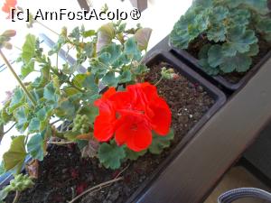 [P05] Mușcatele de la fiecare pervaz » foto by laurand
 - 
<span class="allrVoted glyphicon glyphicon-heart hidden" id="av1507921"></span>
<a class="m-l-10 hidden" id="sv1507921" onclick="voting_Foto_DelVot(,1507921,22589)" role="button">șterge vot <span class="glyphicon glyphicon-remove"></span></a>
<a id="v91507921" class=" c-red"  onclick="voting_Foto_SetVot(1507921)" role="button"><span class="glyphicon glyphicon-heart-empty"></span> <b>LIKE</b> = Votează poza</a> <img class="hidden"  id="f1507921W9" src="/imagini/loader.gif" border="0" /><span class="AjErrMes hidden" id="e1507921ErM"></span>