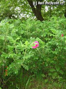 [P21] Trandafirul salbatic, in toata splendoarea lui » foto by sunflower
 - 
<span class="allrVoted glyphicon glyphicon-heart hidden" id="av298822"></span>
<a class="m-l-10 hidden" id="sv298822" onclick="voting_Foto_DelVot(,298822,22695)" role="button">șterge vot <span class="glyphicon glyphicon-remove"></span></a>
<a id="v9298822" class=" c-red"  onclick="voting_Foto_SetVot(298822)" role="button"><span class="glyphicon glyphicon-heart-empty"></span> <b>LIKE</b> = Votează poza</a> <img class="hidden"  id="f298822W9" src="/imagini/loader.gif" border="0" /><span class="AjErrMes hidden" id="e298822ErM"></span>