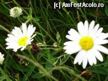 [P33] Margarete pentru toate doamnele si domnisoarele de pe site.. » foto by sunflower
 - 
<span class="allrVoted glyphicon glyphicon-heart hidden" id="av298838"></span>
<a class="m-l-10 hidden" id="sv298838" onclick="voting_Foto_DelVot(,298838,22695)" role="button">șterge vot <span class="glyphicon glyphicon-remove"></span></a>
<a id="v9298838" class=" c-red"  onclick="voting_Foto_SetVot(298838)" role="button"><span class="glyphicon glyphicon-heart-empty"></span> <b>LIKE</b> = Votează poza</a> <img class="hidden"  id="f298838W9" src="/imagini/loader.gif" border="0" /><span class="AjErrMes hidden" id="e298838ErM"></span>