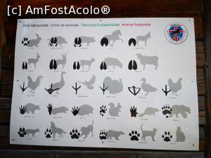 [P30] Parcul de Animale Sălbatice; prima lecție » foto by crismis
 - 
<span class="allrVoted glyphicon glyphicon-heart hidden" id="av1198645"></span>
<a class="m-l-10 hidden" id="sv1198645" onclick="voting_Foto_DelVot(,1198645,22695)" role="button">șterge vot <span class="glyphicon glyphicon-remove"></span></a>
<a id="v91198645" class=" c-red"  onclick="voting_Foto_SetVot(1198645)" role="button"><span class="glyphicon glyphicon-heart-empty"></span> <b>LIKE</b> = Votează poza</a> <img class="hidden"  id="f1198645W9" src="/imagini/loader.gif" border="0" /><span class="AjErrMes hidden" id="e1198645ErM"></span>