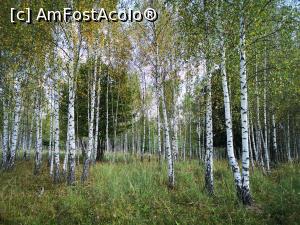 [P32] Parcul de Animale Sălbatice; frumoasă pădure de mesteceni » foto by crismis
 - 
<span class="allrVoted glyphicon glyphicon-heart hidden" id="av1198647"></span>
<a class="m-l-10 hidden" id="sv1198647" onclick="voting_Foto_DelVot(,1198647,22695)" role="button">șterge vot <span class="glyphicon glyphicon-remove"></span></a>
<a id="v91198647" class=" c-red"  onclick="voting_Foto_SetVot(1198647)" role="button"><span class="glyphicon glyphicon-heart-empty"></span> <b>LIKE</b> = Votează poza</a> <img class="hidden"  id="f1198647W9" src="/imagini/loader.gif" border="0" /><span class="AjErrMes hidden" id="e1198647ErM"></span>