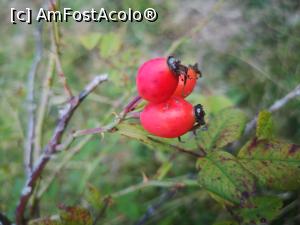 [P34] Parcul de Animale Sălbatice » foto by crismis
 - 
<span class="allrVoted glyphicon glyphicon-heart hidden" id="av1198649"></span>
<a class="m-l-10 hidden" id="sv1198649" onclick="voting_Foto_DelVot(,1198649,22695)" role="button">șterge vot <span class="glyphicon glyphicon-remove"></span></a>
<a id="v91198649" class=" c-red"  onclick="voting_Foto_SetVot(1198649)" role="button"><span class="glyphicon glyphicon-heart-empty"></span> <b>LIKE</b> = Votează poza</a> <img class="hidden"  id="f1198649W9" src="/imagini/loader.gif" border="0" /><span class="AjErrMes hidden" id="e1198649ErM"></span>