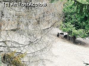 [P37] Parcul de Animale Sălbatice; mistreții » foto by crismis
 - 
<span class="allrVoted glyphicon glyphicon-heart hidden" id="av1198652"></span>
<a class="m-l-10 hidden" id="sv1198652" onclick="voting_Foto_DelVot(,1198652,22695)" role="button">șterge vot <span class="glyphicon glyphicon-remove"></span></a>
<a id="v91198652" class=" c-red"  onclick="voting_Foto_SetVot(1198652)" role="button"><span class="glyphicon glyphicon-heart-empty"></span> <b>LIKE</b> = Votează poza</a> <img class="hidden"  id="f1198652W9" src="/imagini/loader.gif" border="0" /><span class="AjErrMes hidden" id="e1198652ErM"></span>