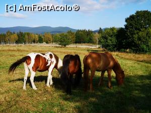 [P38] Frumoșii și blânzii căluți islandezi » foto by crismis
 - 
<span class="allrVoted glyphicon glyphicon-heart hidden" id="av1198653"></span>
<a class="m-l-10 hidden" id="sv1198653" onclick="voting_Foto_DelVot(,1198653,22695)" role="button">șterge vot <span class="glyphicon glyphicon-remove"></span></a>
<a id="v91198653" class=" c-red"  onclick="voting_Foto_SetVot(1198653)" role="button"><span class="glyphicon glyphicon-heart-empty"></span> <b>LIKE</b> = Votează poza</a> <img class="hidden"  id="f1198653W9" src="/imagini/loader.gif" border="0" /><span class="AjErrMes hidden" id="e1198653ErM"></span>