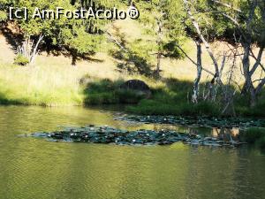[P43] Parcul de Animale Sălbatice; nuferi pe lac » foto by crismis
 - 
<span class="allrVoted glyphicon glyphicon-heart hidden" id="av1198658"></span>
<a class="m-l-10 hidden" id="sv1198658" onclick="voting_Foto_DelVot(,1198658,22695)" role="button">șterge vot <span class="glyphicon glyphicon-remove"></span></a>
<a id="v91198658" class=" c-red"  onclick="voting_Foto_SetVot(1198658)" role="button"><span class="glyphicon glyphicon-heart-empty"></span> <b>LIKE</b> = Votează poza</a> <img class="hidden"  id="f1198658W9" src="/imagini/loader.gif" border="0" /><span class="AjErrMes hidden" id="e1198658ErM"></span>