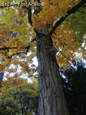 [P13] Cel mai inalt arbore din parc » foto by dorgo
 - 
<span class="allrVoted glyphicon glyphicon-heart hidden" id="av1250780"></span>
<a class="m-l-10 hidden" id="sv1250780" onclick="voting_Foto_DelVot(,1250780,22705)" role="button">șterge vot <span class="glyphicon glyphicon-remove"></span></a>
<a id="v91250780" class=" c-red"  onclick="voting_Foto_SetVot(1250780)" role="button"><span class="glyphicon glyphicon-heart-empty"></span> <b>LIKE</b> = Votează poza</a> <img class="hidden"  id="f1250780W9" src="/imagini/loader.gif" border="0" /><span class="AjErrMes hidden" id="e1250780ErM"></span>