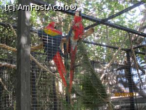 [P15] O altă pereche de papagali din nenumăratele specii existente la Loro Parque.  » foto by marsus
 - 
<span class="allrVoted glyphicon glyphicon-heart hidden" id="av905404"></span>
<a class="m-l-10 hidden" id="sv905404" onclick="voting_Foto_DelVot(,905404,22792)" role="button">șterge vot <span class="glyphicon glyphicon-remove"></span></a>
<a id="v9905404" class=" c-red"  onclick="voting_Foto_SetVot(905404)" role="button"><span class="glyphicon glyphicon-heart-empty"></span> <b>LIKE</b> = Votează poza</a> <img class="hidden"  id="f905404W9" src="/imagini/loader.gif" border="0" /><span class="AjErrMes hidden" id="e905404ErM"></span>