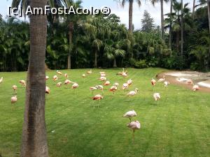 [P18] Loro Parque - Elegantele păsări flamingo.  » foto by marsus
 - 
<span class="allrVoted glyphicon glyphicon-heart hidden" id="av905407"></span>
<a class="m-l-10 hidden" id="sv905407" onclick="voting_Foto_DelVot(,905407,22792)" role="button">șterge vot <span class="glyphicon glyphicon-remove"></span></a>
<a id="v9905407" class=" c-red"  onclick="voting_Foto_SetVot(905407)" role="button"><span class="glyphicon glyphicon-heart-empty"></span> <b>LIKE</b> = Votează poza</a> <img class="hidden"  id="f905407W9" src="/imagini/loader.gif" border="0" /><span class="AjErrMes hidden" id="e905407ErM"></span>