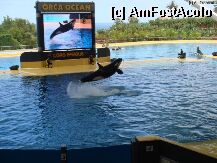 [P05] Loro Parque » foto by Jetall
 - 
<span class="allrVoted glyphicon glyphicon-heart hidden" id="av2089"></span>
<a class="m-l-10 hidden" id="sv2089" onclick="voting_Foto_DelVot(,2089,22792)" role="button">șterge vot <span class="glyphicon glyphicon-remove"></span></a>
<a id="v92089" class=" c-red"  onclick="voting_Foto_SetVot(2089)" role="button"><span class="glyphicon glyphicon-heart-empty"></span> <b>LIKE</b> = Votează poza</a> <img class="hidden"  id="f2089W9" src="/imagini/loader.gif" border="0" /><span class="AjErrMes hidden" id="e2089ErM"></span>