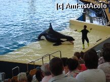 [P08] Loro Parque » foto by Jetall
 - 
<span class="allrVoted glyphicon glyphicon-heart hidden" id="av2092"></span>
<a class="m-l-10 hidden" id="sv2092" onclick="voting_Foto_DelVot(,2092,22792)" role="button">șterge vot <span class="glyphicon glyphicon-remove"></span></a>
<a id="v92092" class=" c-red"  onclick="voting_Foto_SetVot(2092)" role="button"><span class="glyphicon glyphicon-heart-empty"></span> <b>LIKE</b> = Votează poza</a> <img class="hidden"  id="f2092W9" src="/imagini/loader.gif" border="0" /><span class="AjErrMes hidden" id="e2092ErM"></span>