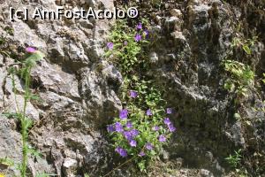 [P46] „Un buchet” de flori pentru voi din Parcul Național Piatra Craiului și Prăpăstiile Zărneștilor » foto by mprofeanu
 - 
<span class="allrVoted glyphicon glyphicon-heart hidden" id="av1381888"></span>
<a class="m-l-10 hidden" id="sv1381888" onclick="voting_Foto_DelVot(,1381888,22842)" role="button">șterge vot <span class="glyphicon glyphicon-remove"></span></a>
<a id="v91381888" class=" c-red"  onclick="voting_Foto_SetVot(1381888)" role="button"><span class="glyphicon glyphicon-heart-empty"></span> <b>LIKE</b> = Votează poza</a> <img class="hidden"  id="f1381888W9" src="/imagini/loader.gif" border="0" /><span class="AjErrMes hidden" id="e1381888ErM"></span>