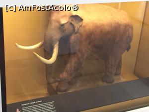 [P12] mamut din epoca lui homo sapiens in Europa » foto by Dan&Ema
 - 
<span class="allrVoted glyphicon glyphicon-heart hidden" id="av740581"></span>
<a class="m-l-10 hidden" id="sv740581" onclick="voting_Foto_DelVot(,740581,22849)" role="button">șterge vot <span class="glyphicon glyphicon-remove"></span></a>
<a id="v9740581" class=" c-red"  onclick="voting_Foto_SetVot(740581)" role="button"><span class="glyphicon glyphicon-heart-empty"></span> <b>LIKE</b> = Votează poza</a> <img class="hidden"  id="f740581W9" src="/imagini/loader.gif" border="0" /><span class="AjErrMes hidden" id="e740581ErM"></span>