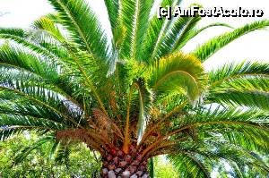 [P21] Canary Palm (Phoenix canariensis), mie mi se pare ca sunt toti la fel, dar asta cica este specific zonei...  » foto by alunelu69
 - 
<span class="allrVoted glyphicon glyphicon-heart hidden" id="av509910"></span>
<a class="m-l-10 hidden" id="sv509910" onclick="voting_Foto_DelVot(,509910,22864)" role="button">șterge vot <span class="glyphicon glyphicon-remove"></span></a>
<a id="v9509910" class=" c-red"  onclick="voting_Foto_SetVot(509910)" role="button"><span class="glyphicon glyphicon-heart-empty"></span> <b>LIKE</b> = Votează poza</a> <img class="hidden"  id="f509910W9" src="/imagini/loader.gif" border="0" /><span class="AjErrMes hidden" id="e509910ErM"></span>
