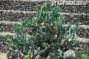 [P22] cactusi infloriti si piramide, natura si civilizatie, coexistand in complexul din Guimar » foto by alunelu69
 - 
<span class="allrVoted glyphicon glyphicon-heart hidden" id="av509911"></span>
<a class="m-l-10 hidden" id="sv509911" onclick="voting_Foto_DelVot(,509911,22864)" role="button">șterge vot <span class="glyphicon glyphicon-remove"></span></a>
<a id="v9509911" class=" c-red"  onclick="voting_Foto_SetVot(509911)" role="button"><span class="glyphicon glyphicon-heart-empty"></span> <b>LIKE</b> = Votează poza</a> <img class="hidden"  id="f509911W9" src="/imagini/loader.gif" border="0" /><span class="AjErrMes hidden" id="e509911ErM"></span>